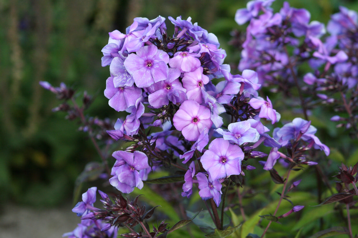 Phlox Blue Paradise