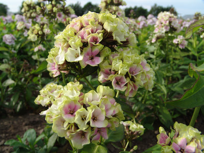 How to Plant Phlox in Canada