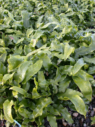 Phyllitis scolopendrium 1