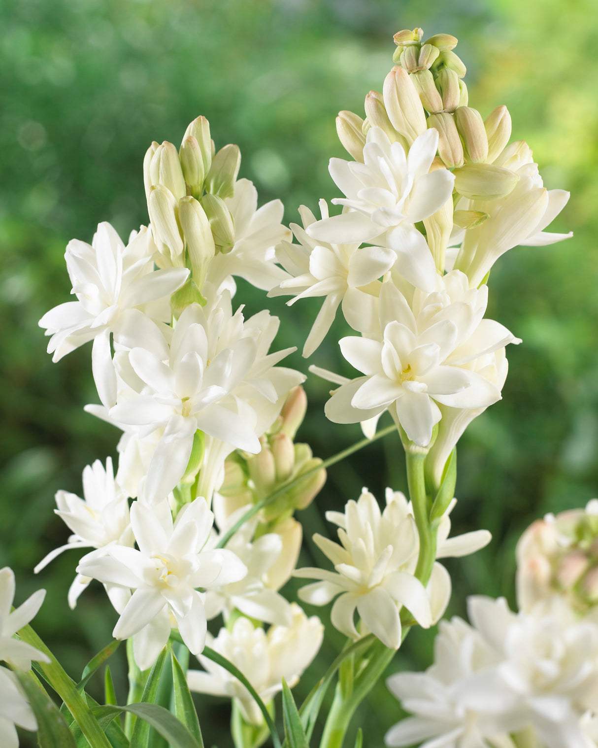 Polianthes tuberose The Pearl