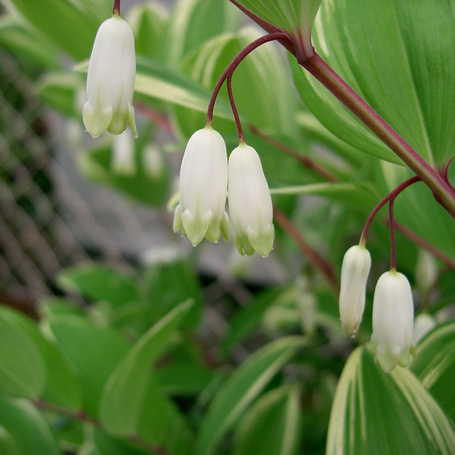 Polygonatum odoratum Variegatum