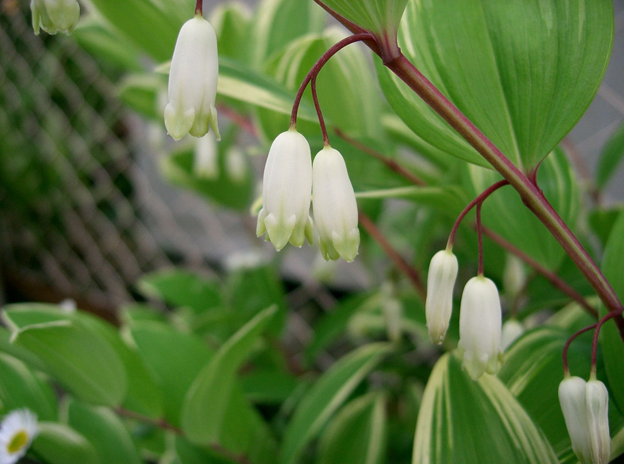 Polygonatum odoratum Variegatum