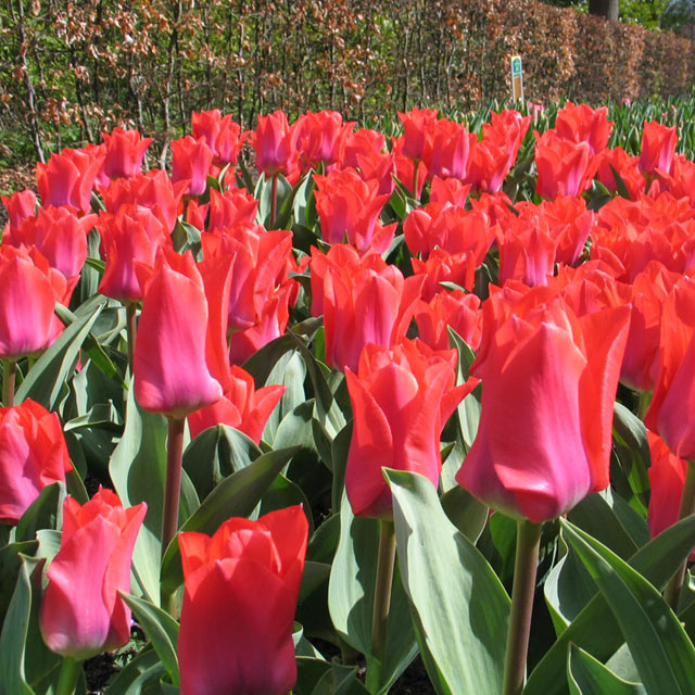Tulip Portland – Coast Farms