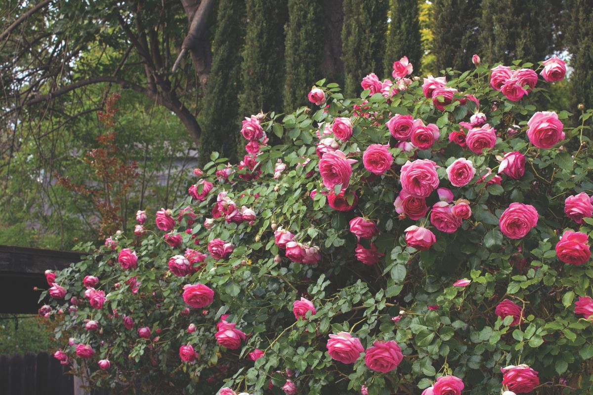 Star Rose - Eden Climber Pretty in Pink