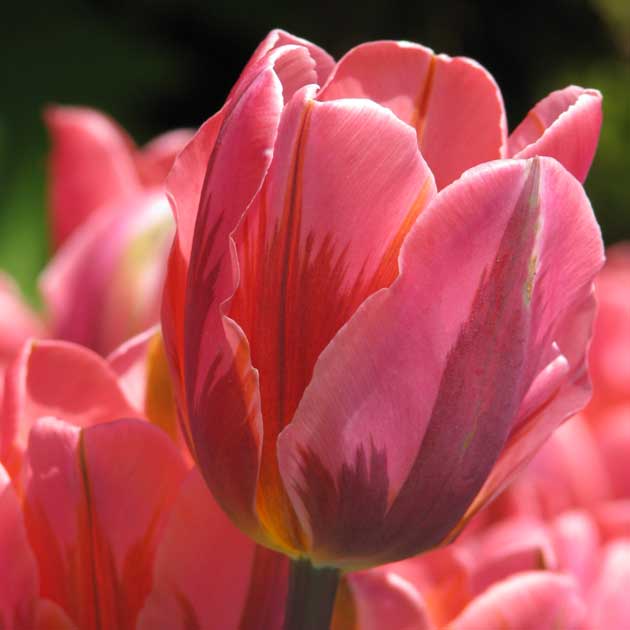 Tulip Pretty Princess – Coast Farms