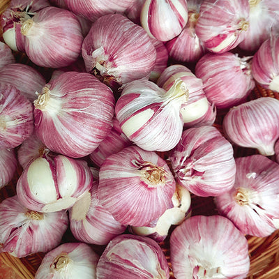 How to Plant Garlic in Canada: A Complete Guide