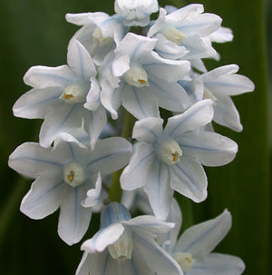 Puschkinia libanotica