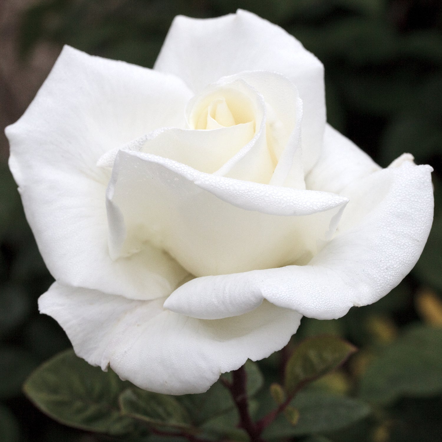 Star Rose - Queen Mary 2