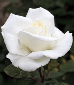 Star Rose - Queen Mary 2