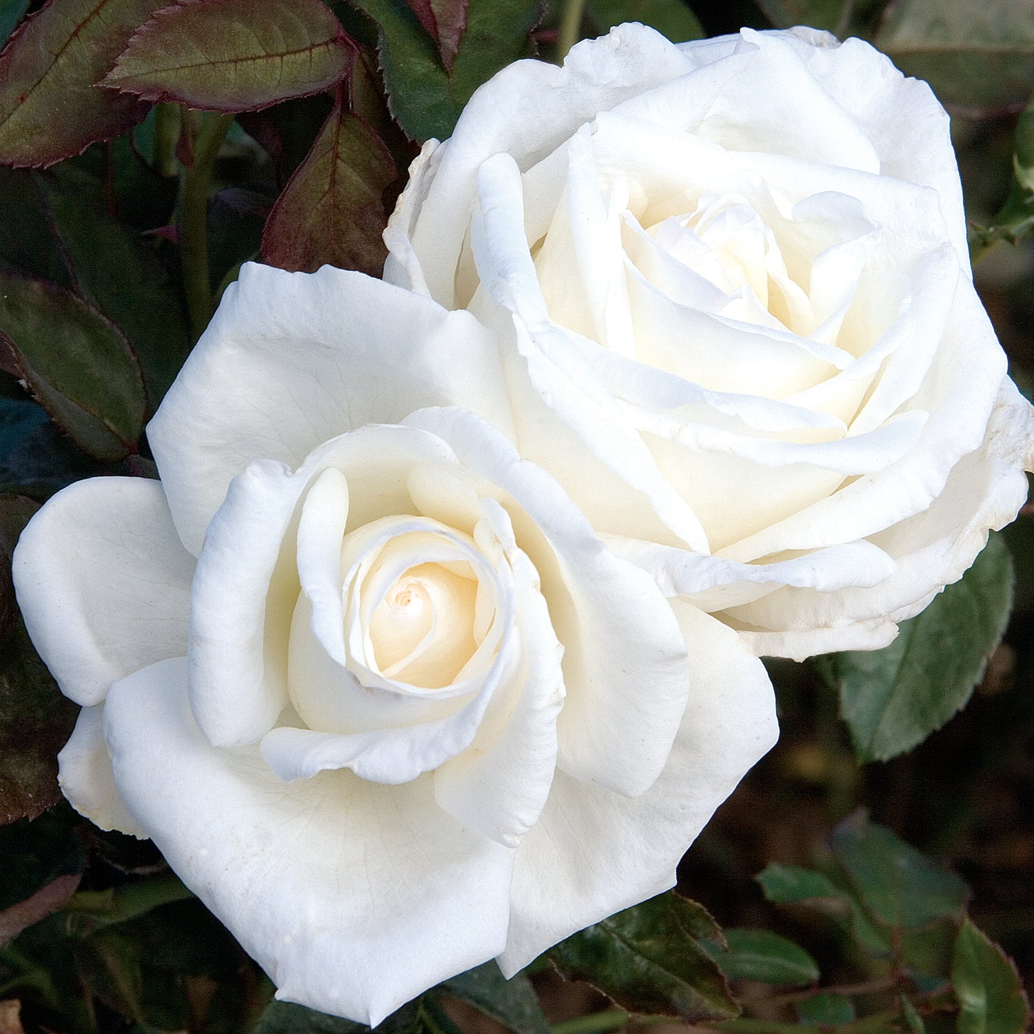 Star Rose - Queen Mary 2