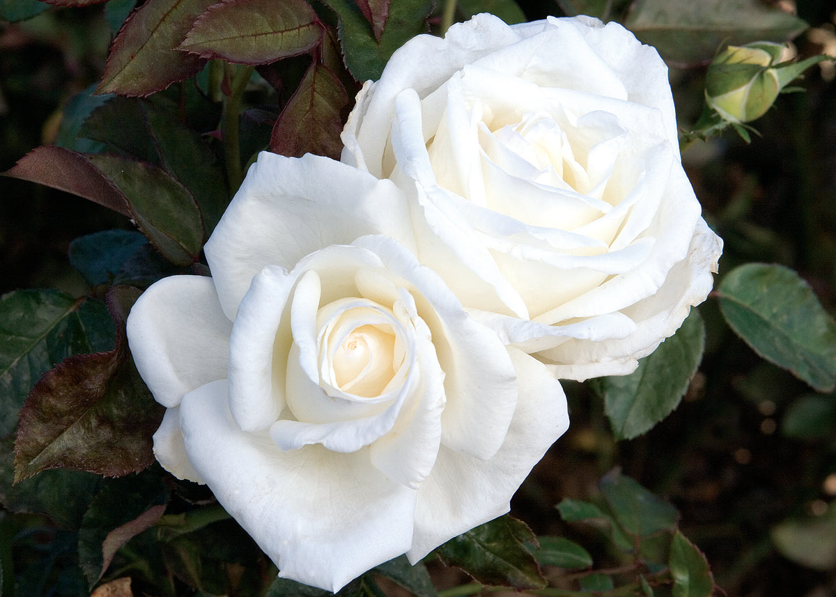 Star Rose - Queen Mary 2