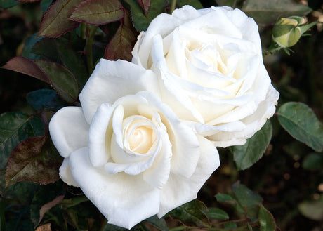 Star Rose - Queen Mary 2