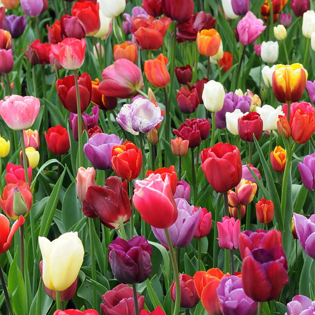 Tulip Rainbow Mix – Coast Farms