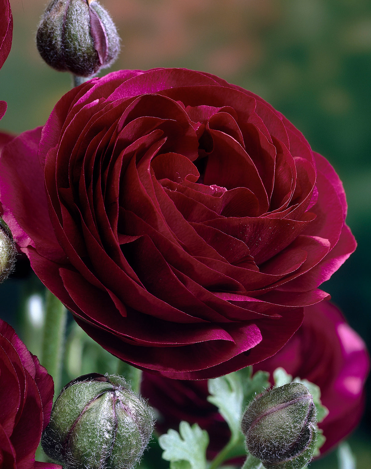 Ranunculus Pauline - Spring Planting