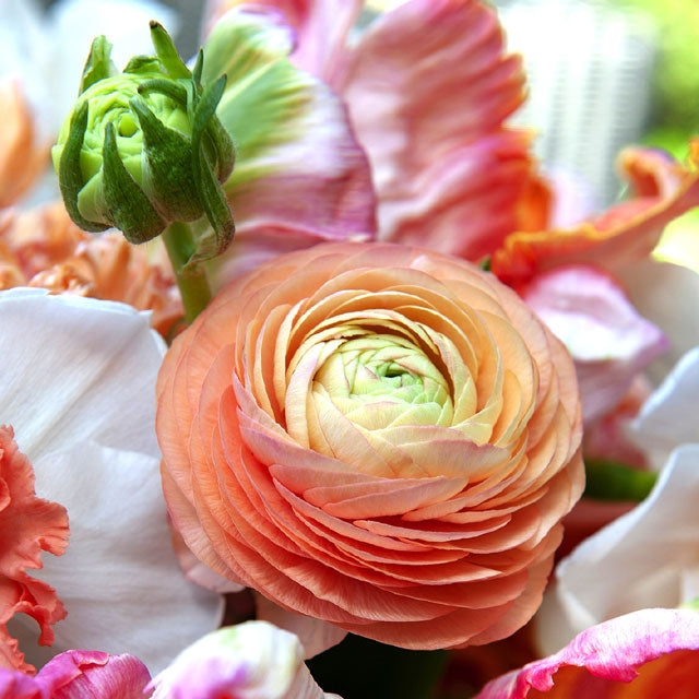 Ranunculus Amandine Salmon - Spring Planting