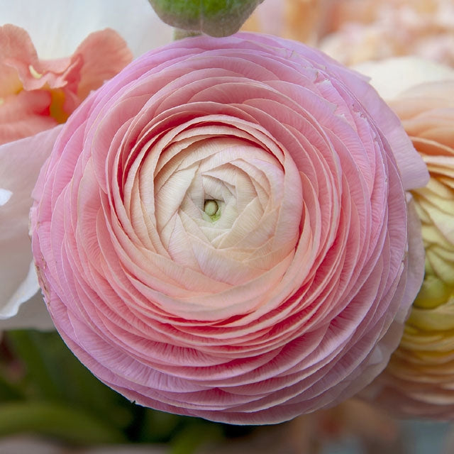Ranunculus Amandine Marshmallow - Spring Planting