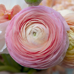 Ranunculus Amandine Marshmallow - Spring Planting