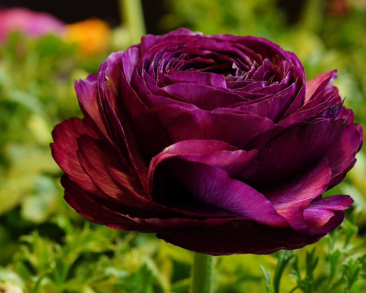 Ranunculus Pauline - Spring Planting