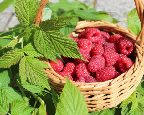 Raspberry Heritage