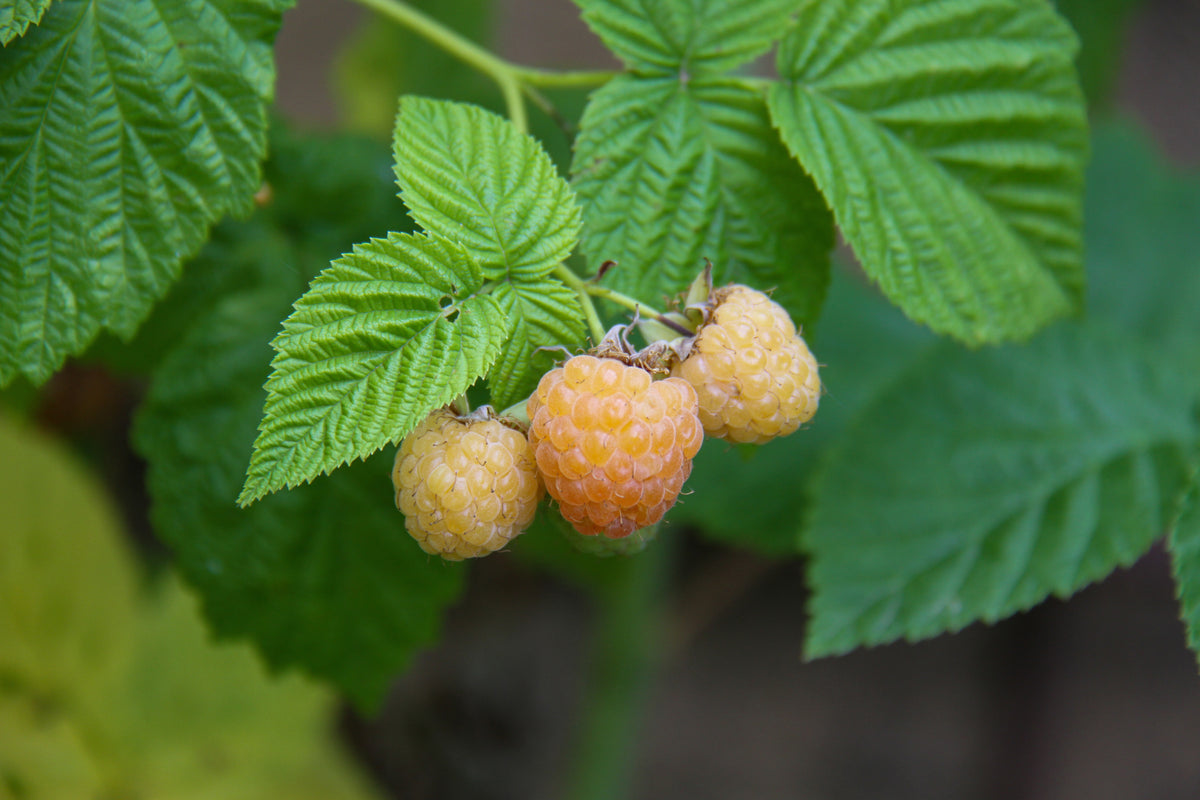 Raspberry Honey Queen