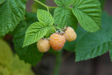 Raspberry Honey Queen