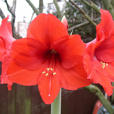 How to Plant Amaryllis Bulbs