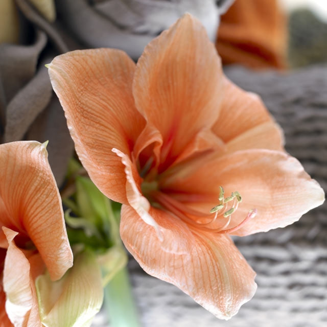 amaryllis コンピ Buy Amaryllis Bulbs in Canada | Coast Farms