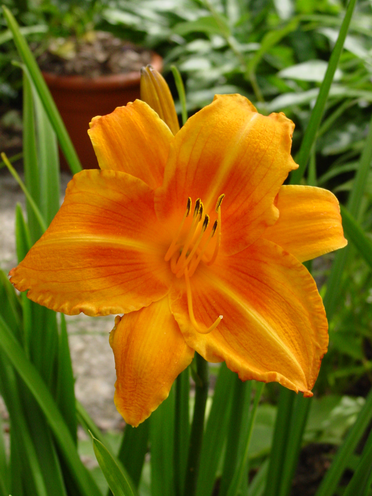 Hemerocallis Rocket City