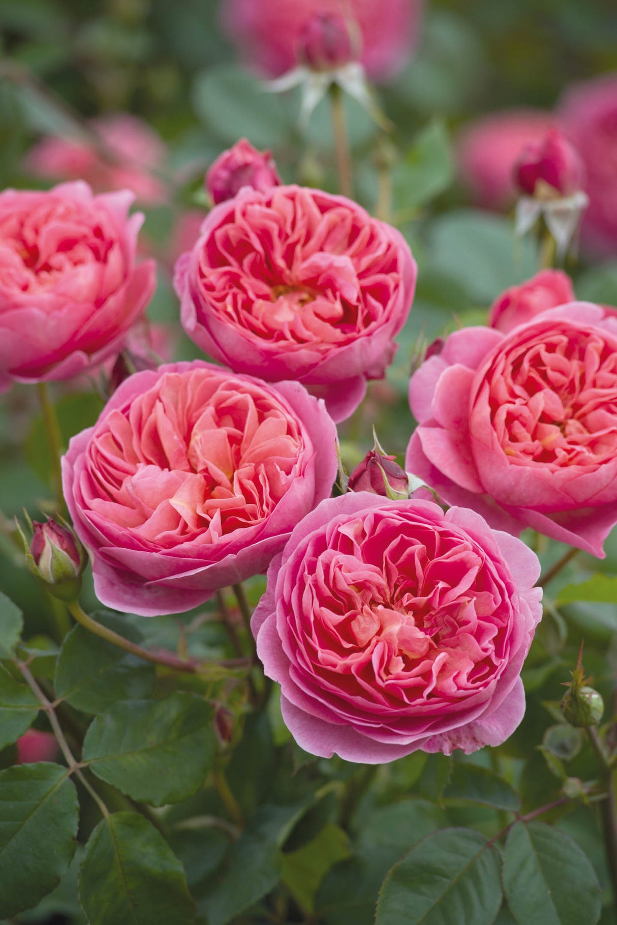 David Austin Rose - Boscobel
