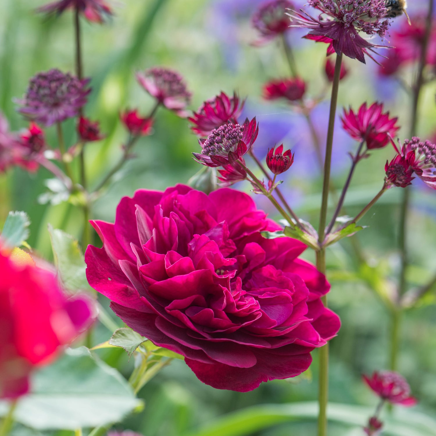 David Austin Rose - Darcey Bussell