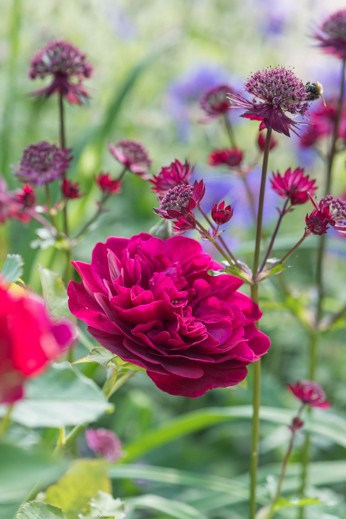 David Austin Rose - Darcey Bussell