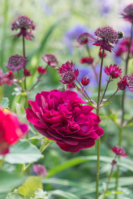 David Austin Rose - Darcey Bussell