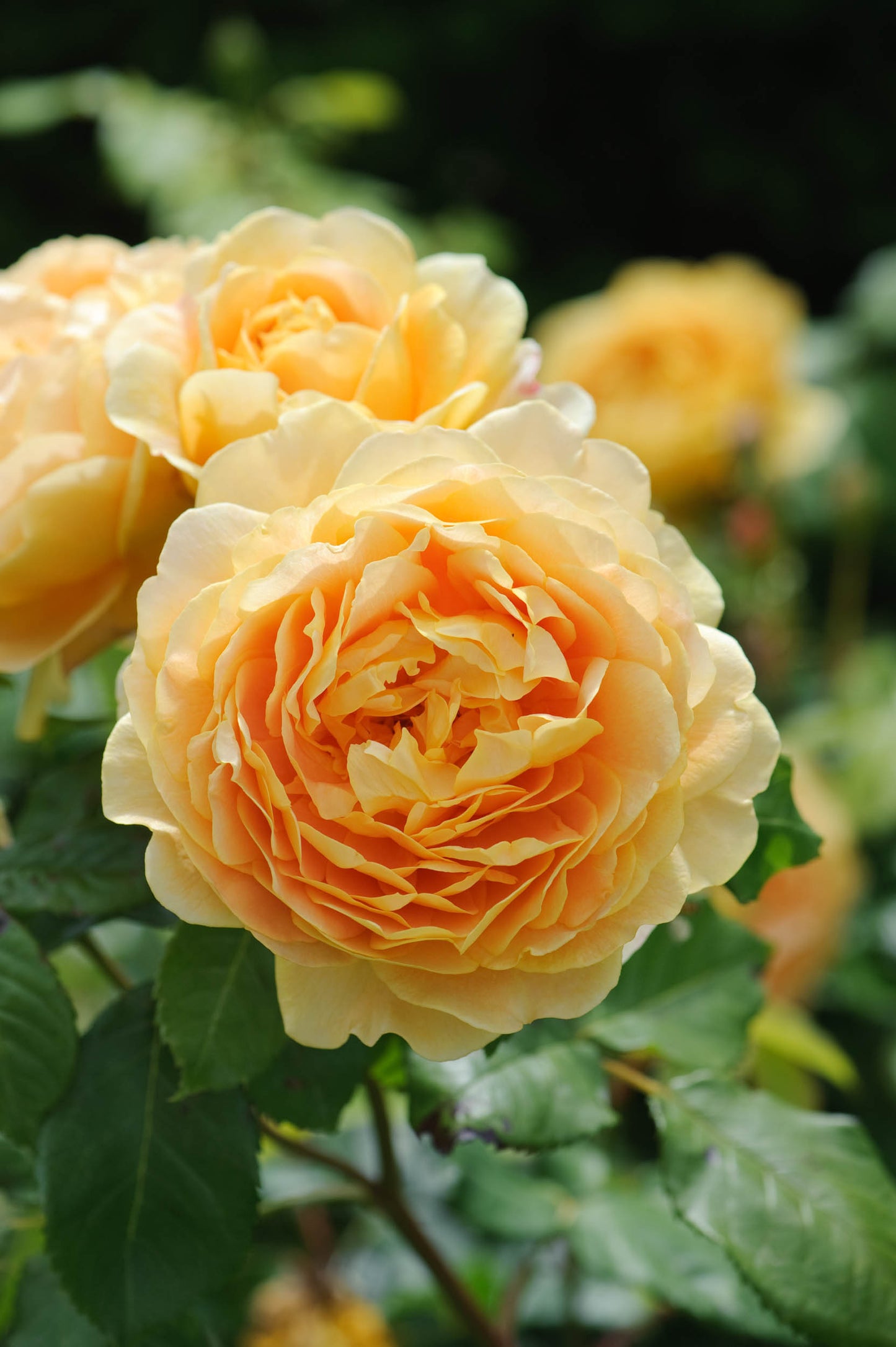 David Austin Rose - Golden Celebration