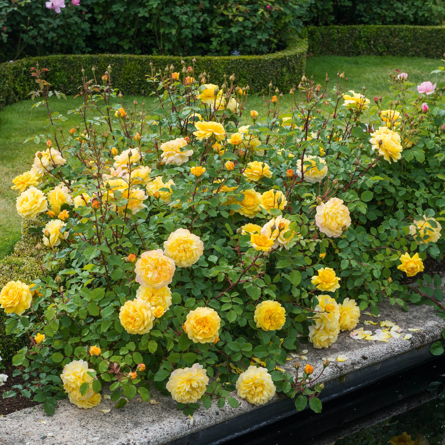 David Austin Rose - The Poet's Wife