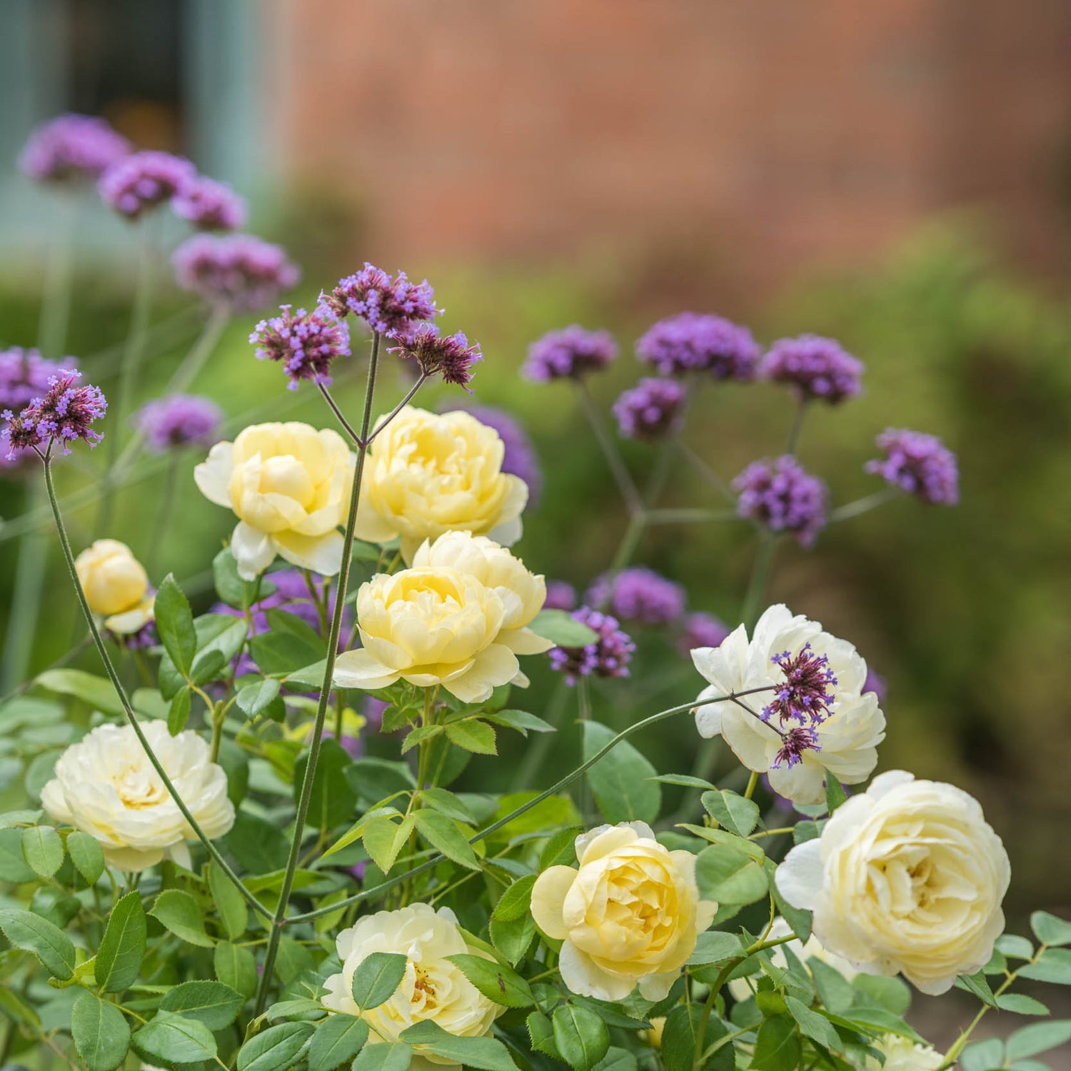 David Austin Rose - Vanessa Bell