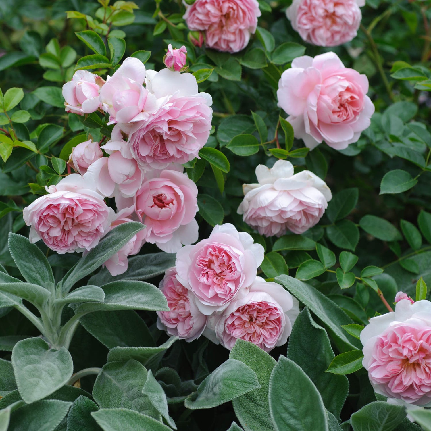David Austin Rose - Wildeve