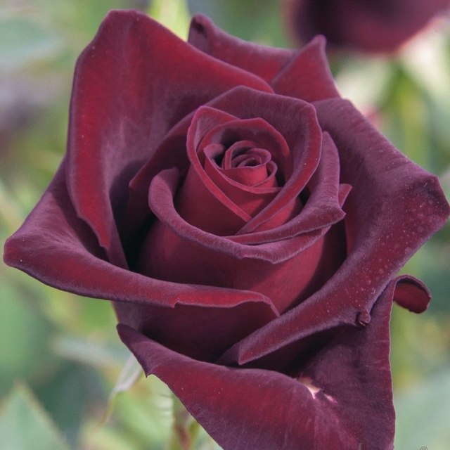 Star Rose - Black Baccara