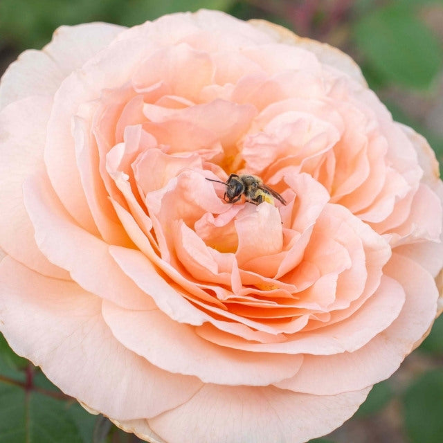 Star Rose - Parfuma Bliss – Coast Farms