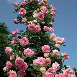 Quality Canadian Garden Plants | Coast Farms Roses, Bulbs & Perennials