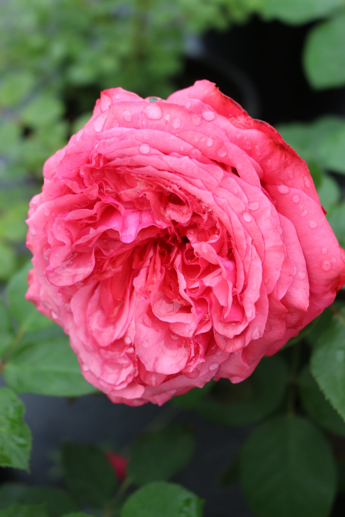 Star Rose - Loves Me, Loves Me Not