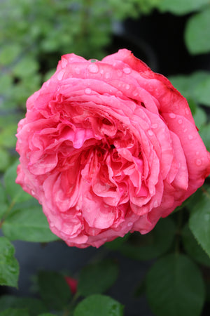 Star Rose - Loves Me, Loves Me Not