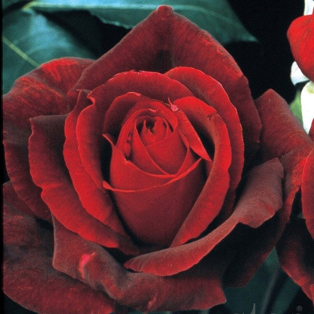 Star Rose - Mister Lincoln