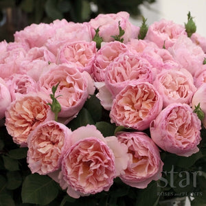 Quality Canadian Garden Plants | Coast Farms Roses, Bulbs & Perennials