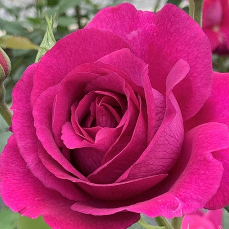 Bare Root Roses Bc Star Roses for Canadian Gardens | Premium Bare Root Roses Canada ...