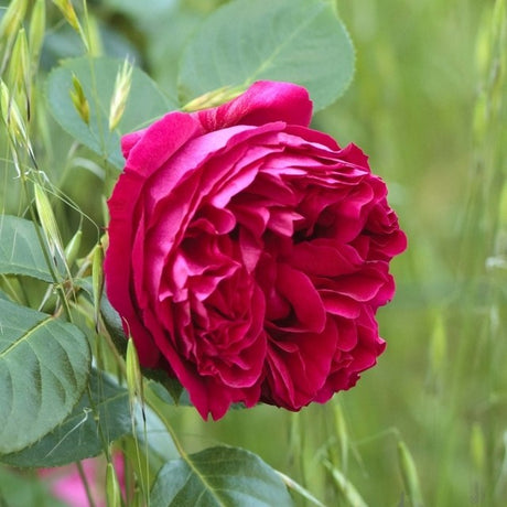 Bare Root Roses Bc Star Roses for Canadian Gardens | Premium Bare Root Roses Canada ...