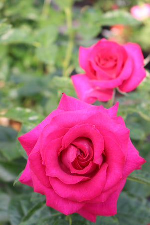 Star Rose - Stiletto