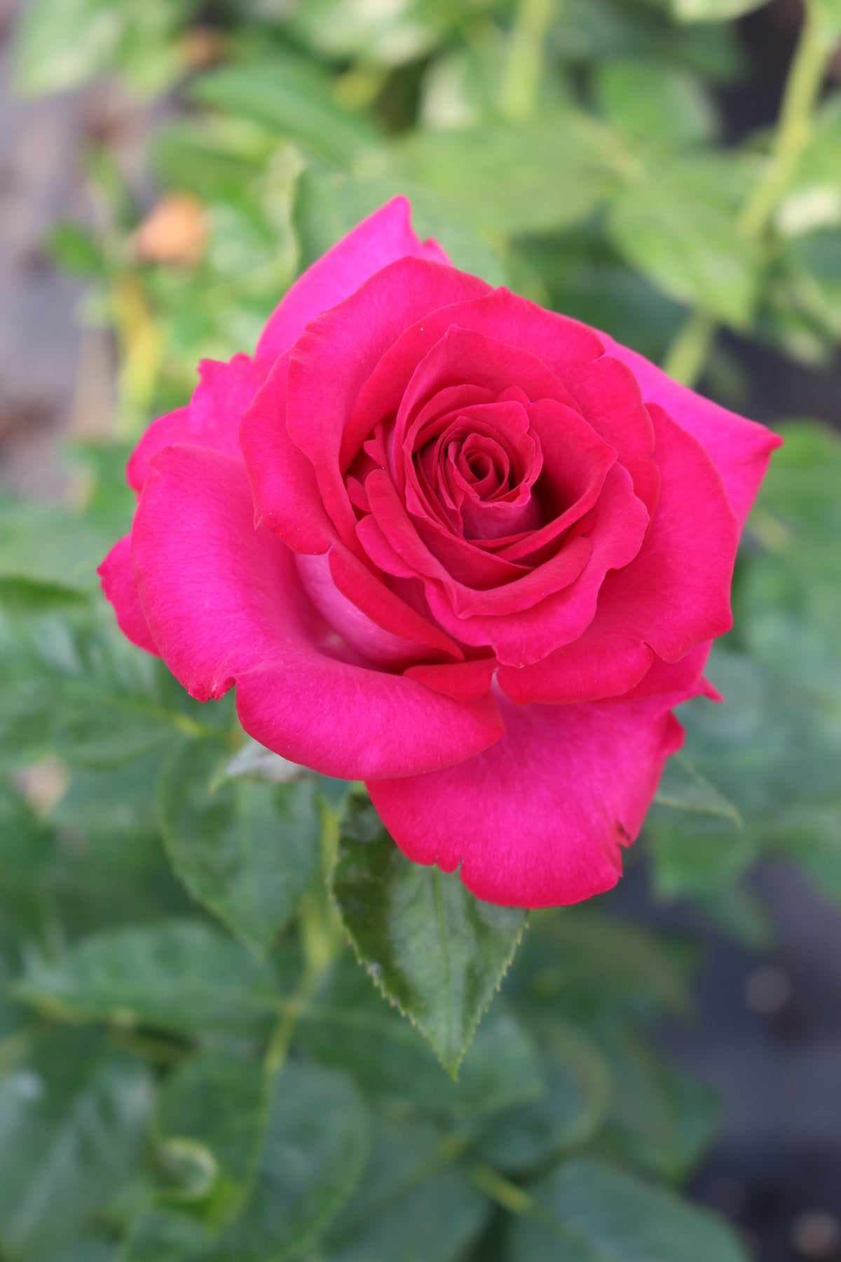 Star Rose - Stiletto
