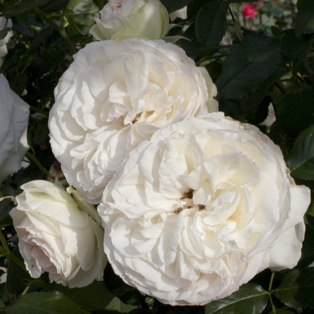 Star Rose - Eden Climber White
