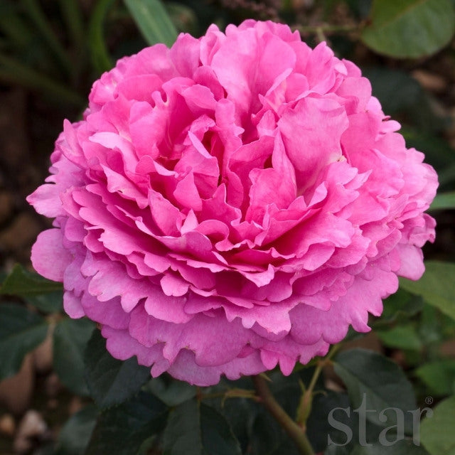 Star Rose - Yves Piaget