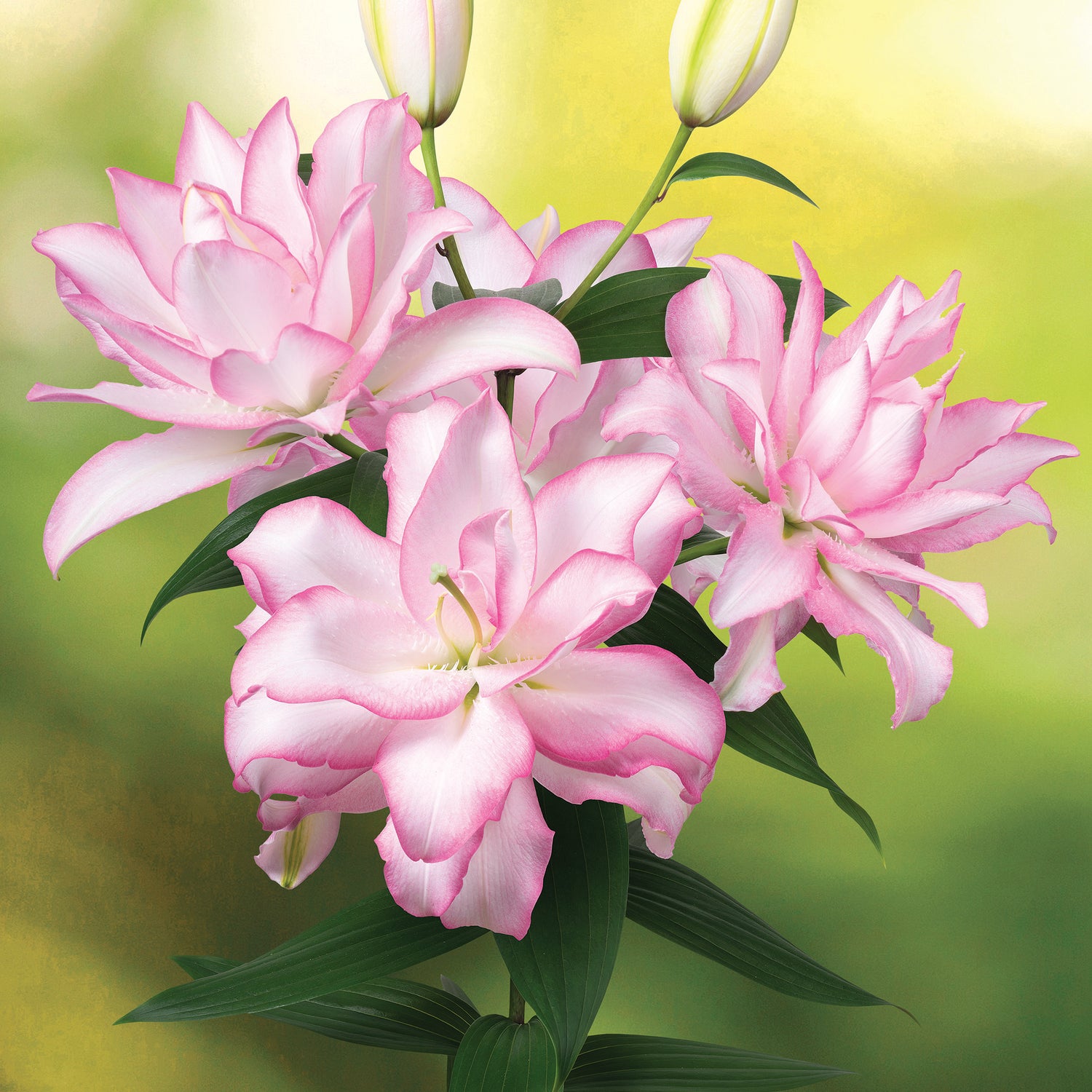 Lily Roselily Anouska